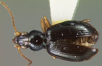 Media type: image;   Entomology 22492 Aspect: habitus dorsal view